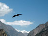 Hawk in Nanda Devi