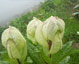 Valley of Flowers